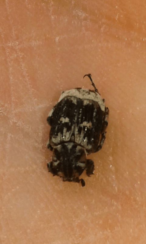 Cetoniidae: Valgus hemipterus, maschio ?  S !